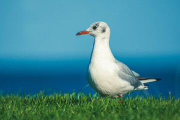 Seagull in Netherlands