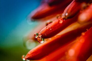 Drops over the plants