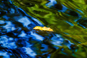 Leaf on water, Costa Rica