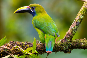 Tucancillo, Costa Rica