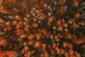 Beautiful colorful autumn forest with fallen trees and logs. Aerial view. Natural background of forest at sunset.