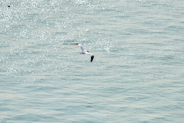 A single white and yellow gannet flies above the sea where the sun shines