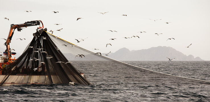 Barco de pesca recogiendo las redes con isla al fondo y gaviotas