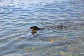 Swimming  black and tan dachshund in sea with pebble rocky beach