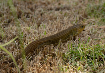 Lagarto de las montañas