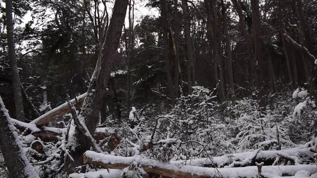 Bosque en Invierno Parque Nacional Tierra del Fuego, Patagonia Argentina