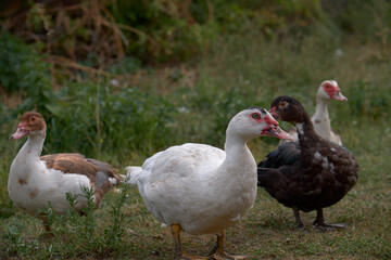 geese in the Russian village