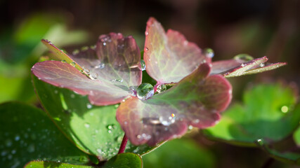 Morning dew on the aquilegia's leaves.