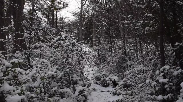 Bosque en Invierno Parque Nacional Tierra del Fuego, Patagonia Argentina
