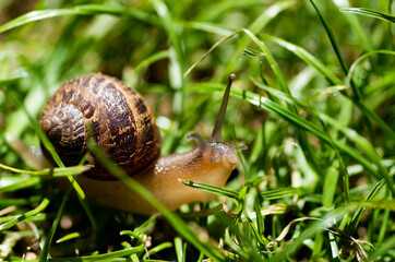 Un caracol sobre la hierba del jardin