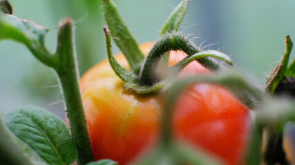red tomatoes background. Group of tomatoes. Wallpaper tomato macro