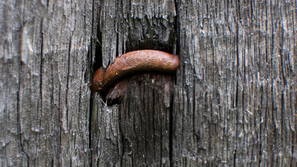 Texture of an old wooden board with a staple. texture background