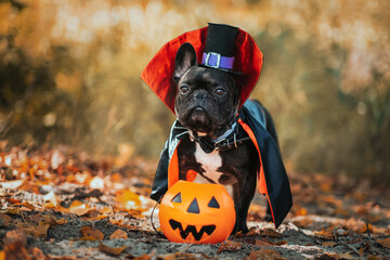 Bulldog dog in a dracula costume. Halloween vampire.