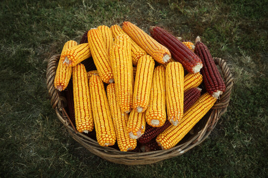 Seasonal specific  photo of harvested corn in a wicker  basket, yellow and red corn