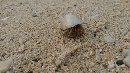 hermit crab on the beach