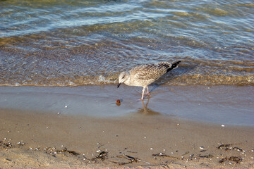 A seagull on a sandy beach on the Baltic coast.