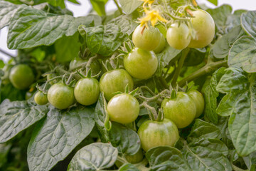 Fototapeta premium Green cherry tomatoes in the garden outdoors close-up