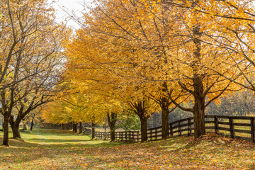 Autumn trees along a fenced landscape with yellow fallen leaves