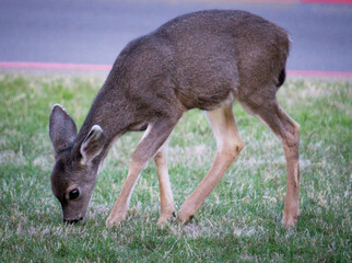 deer in the grass