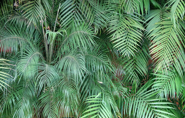 Full frame close-up view of a dense wall of palm leaves	