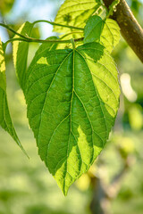 Green leaves of a tree