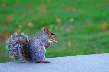 Furry Eastern gray squirrel (sciurus carolinensis) in the grass