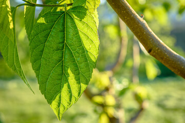 Green leaves on a branch