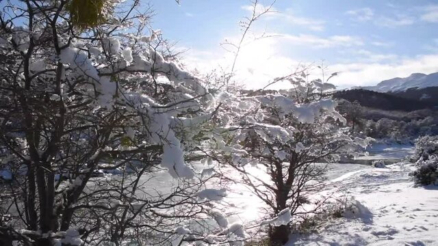 Bosque en Invierno Parque Nacional Tierra del Fuego, Patagonia Argentina