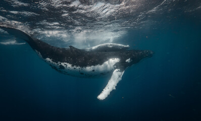Whales family mother and calf underwater near water surface in blue sea.