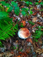 orange cap boletus