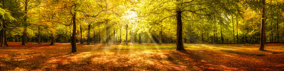 Autumn forest panorama in sunlight - obrazy, fototapety, plakaty