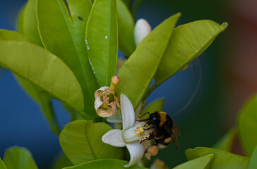 Abejorro polinizando una flor