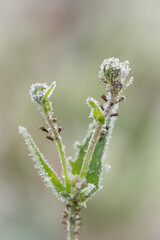 Little bugs frozen with the early autumn frosts.