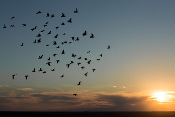 A flock of doves are flying in the sky against the backdrop of a dramatic sunset.