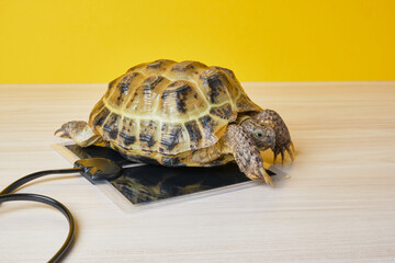 turtle basking on a special heating pad for reptiles, warm place for the terrarium, equipment for the terrarium