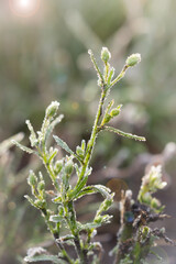 The early autumn frosts on the green grass.