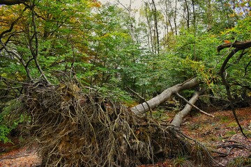 A forest  after storm with blown over trees 