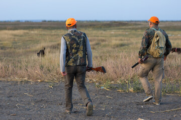 Pheasant hunters with shotgun walking through a meadow.