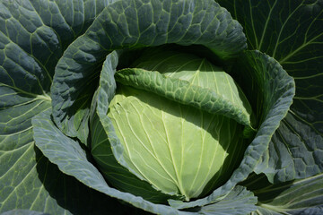 Obraz premium Fresh white cabbage in the field grows with green leaves in the sun