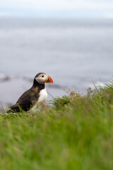 Puffins on the Latrabjarg cliffs, a promontory and the westernmost point in Iceland. Home to millions of puffins, gannets, guillemots and razorbills. West Fjords, Beautiful Iceland