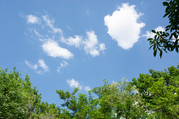 white clouds, blue sky and tree