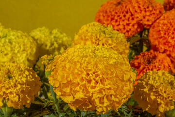 Detail of cempasuchil flowers (flower of the day of the dead) of orange and yellow colors, in a typical market stall in mexico  4