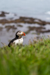 Puffins on the Latrabjarg cliffs, a promontory and the westernmost point in Iceland. Home to millions of puffins, gannets, guillemots and razorbills. West Fjords, Beautiful Iceland