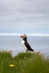 Puffins on the Latrabjarg cliffs, a promontory and the westernmost point in Iceland. Home to millions of puffins, gannets, guillemots and razorbills. West Fjords, Beautiful Iceland