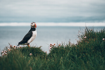 Puffins on the Latrabjarg cliffs, a promontory and the westernmost point in Iceland. Home to millions of puffins, gannets, guillemots and razorbills. West Fjords, Beautiful Iceland