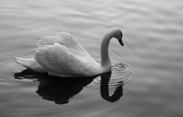 natural beauty swan