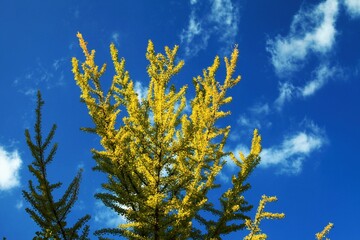 青空の中のイチョウ