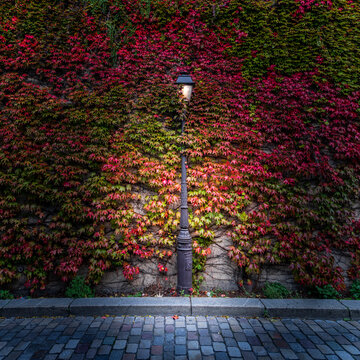 Paris, France - October 18, 2020: Autumn colors from a vineyard in a narrow street, Montmartre, Paris, France