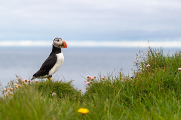 Puffins on the Latrabjarg cliffs, a promontory and the westernmost point in Iceland. Home to...