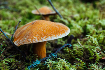 mushrooms in the forest